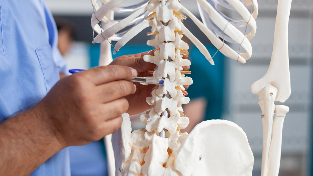 Bones Are the Backbone of Your Body: Here’s Why